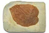 Colorful Fossil Leaf (Beringiaphyllum) - Montana #351969-1